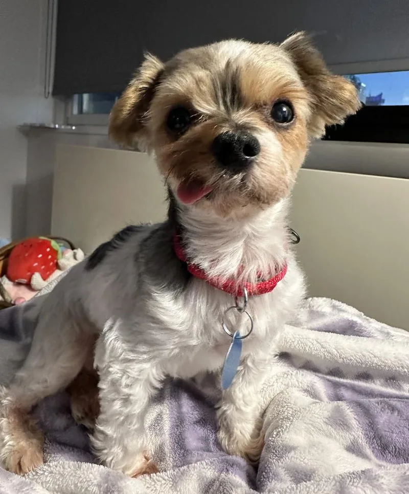 Charlie thumbnail 6