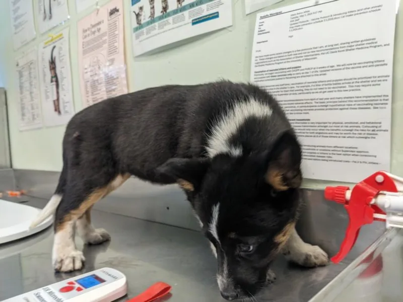 A baby small-sized female German Shepherd Dog dog named Lypsinka for adoption in Santa Cruz, CA