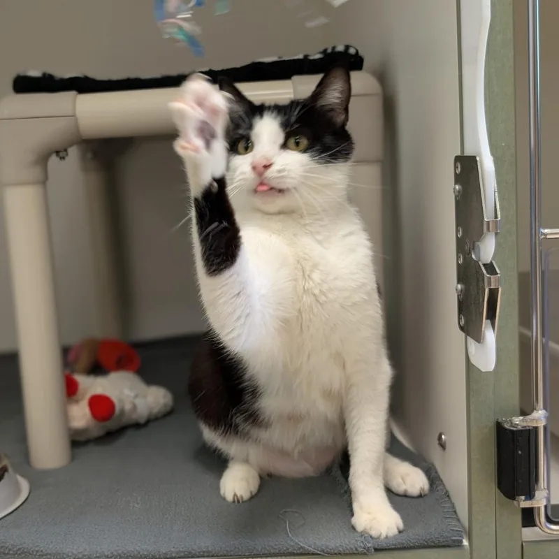 An adult medium-sized female Black Domestic Short Hair cat named Rori for adoption in Toledo, OH