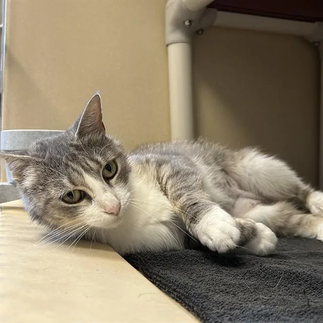 A young medium-sized female Domestic Short Hair cat named Remy for adoption in Lincolnton, NC