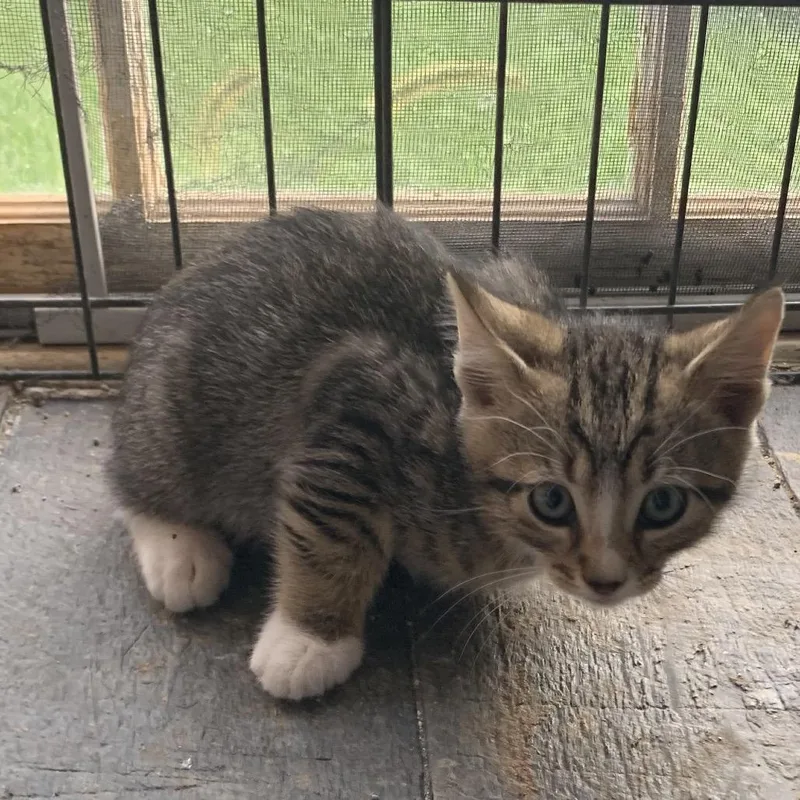 A baby small-sized male Gray / Blue / Silver Domestic Short Hair cat named Jigs Estep for adoption in Woodstock, VA