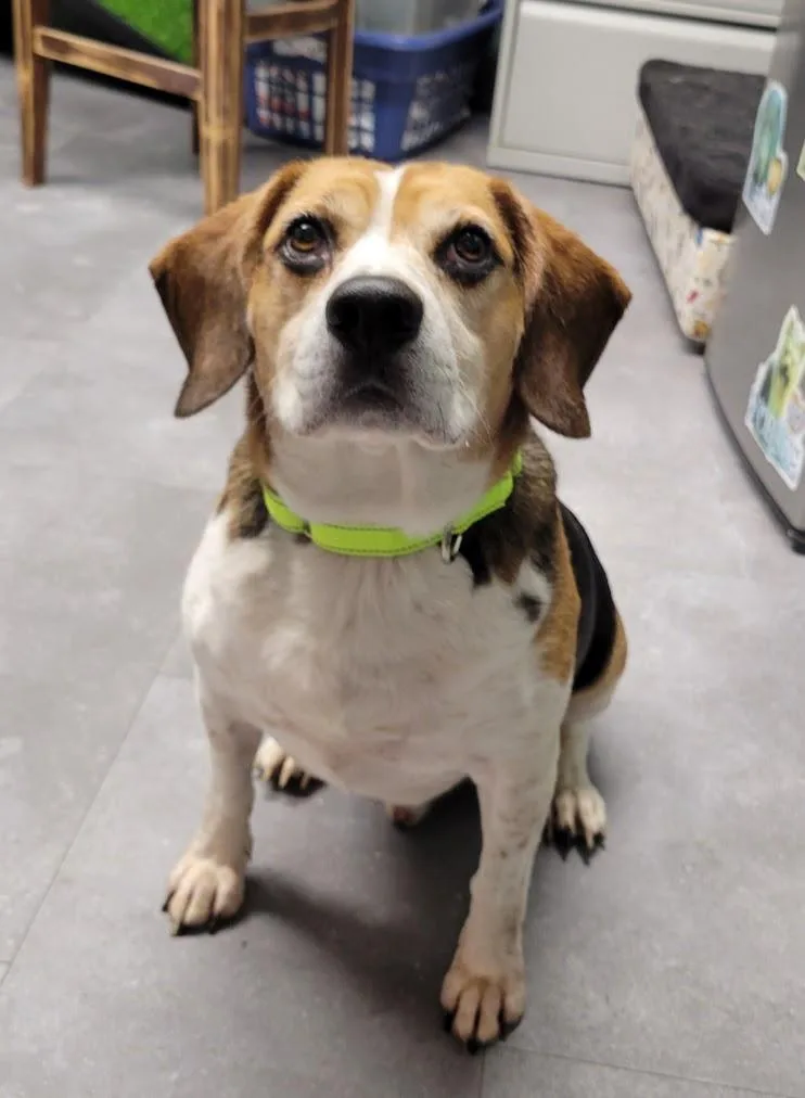 An adult medium-sized male Beagle dog named Chase for adoption in Lisbon, OH