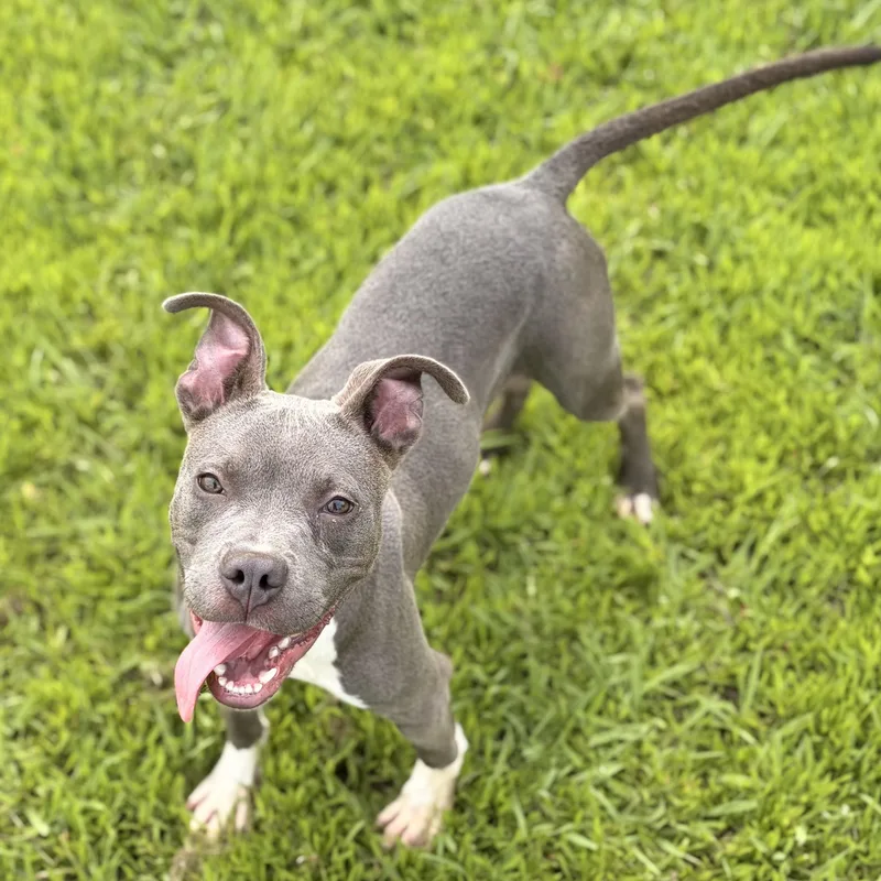 A young medium-sized male Terrier dog named Tank for adoption in Pilot Point, TX