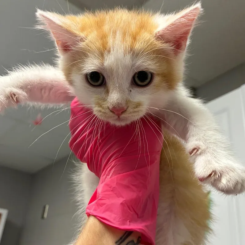 A baby small-sized male Orange / Red Domestic Short Hair cat named Mango for adoption in Greenville, SC