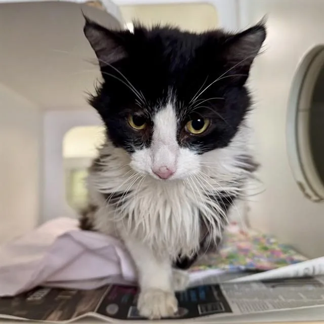 An adult small-sized male Domestic Long Hair cat named Sylvester for adoption in Riverside, CA