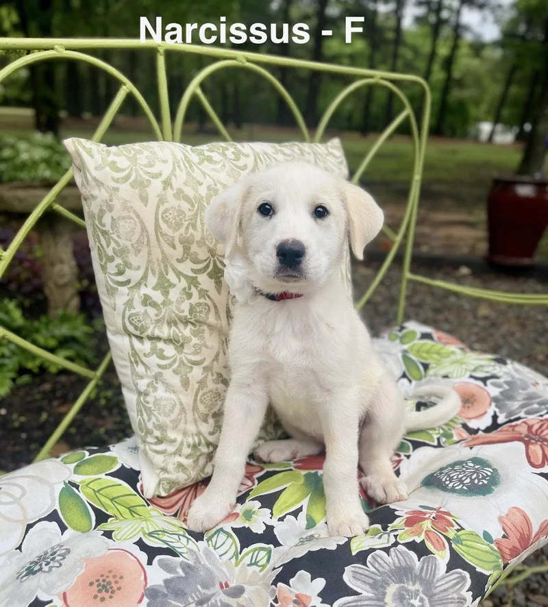 A baby large-sized female Labrador Retriever dog named A Narcissus Lonestar for adoption in Rockaway, NJ
