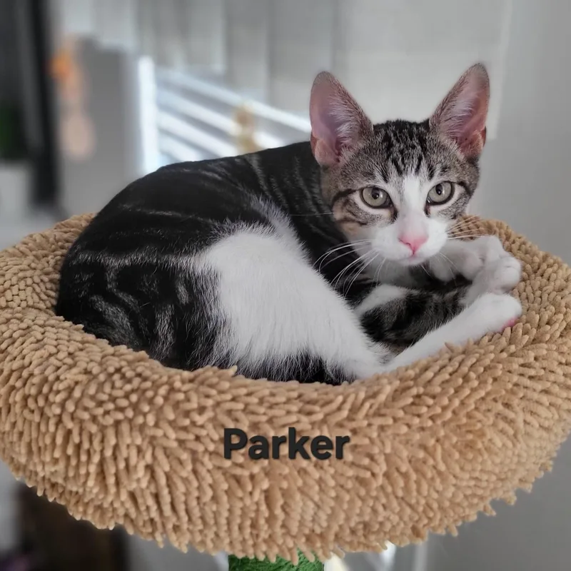 A baby medium-sized male Tabby (Gray / Blue / Silver) Domestic Short Hair cat named Parker for adoption in Sewell, NJ