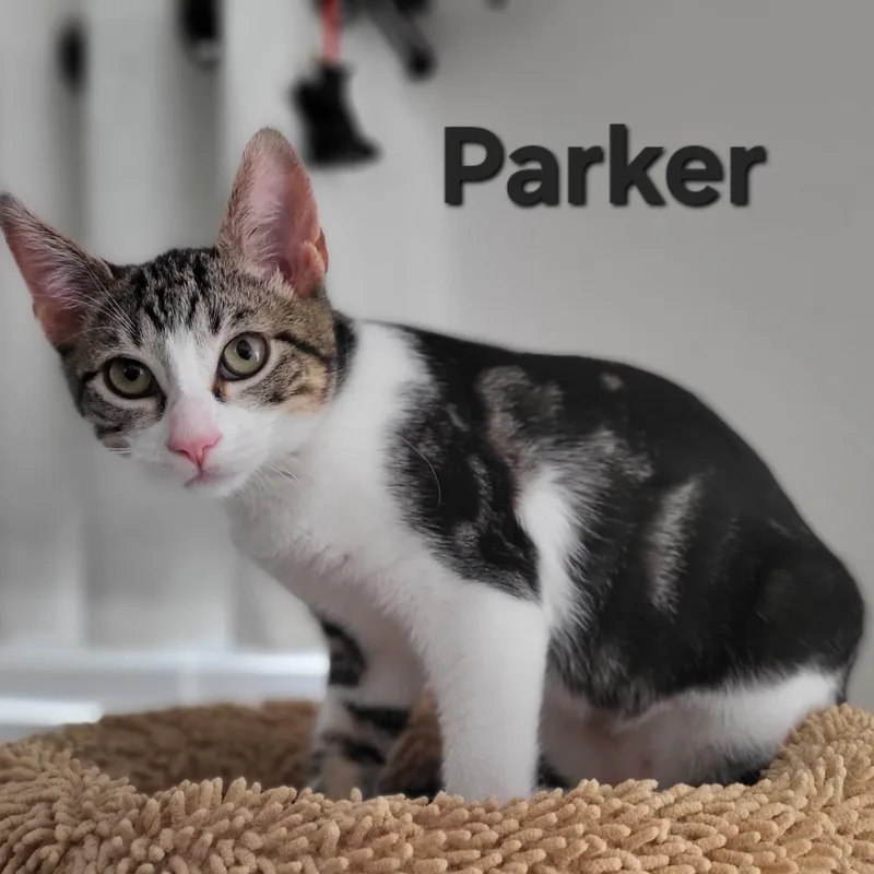 Parker thumbnail 2