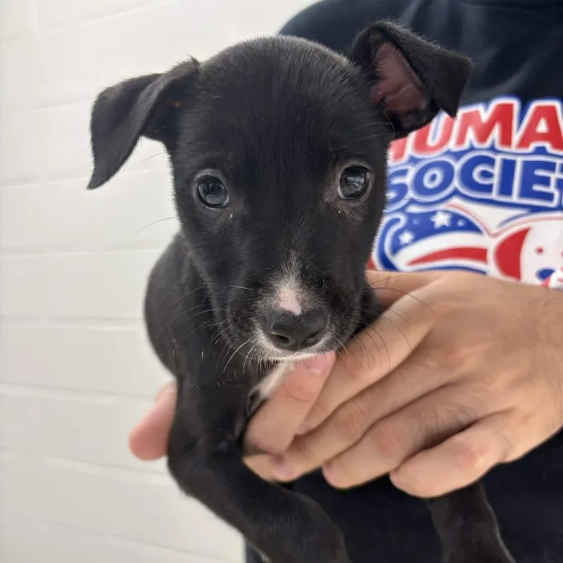 A baby small-sized female Labrador Retriever dog named Eileen for adoption in Beaumont, TX