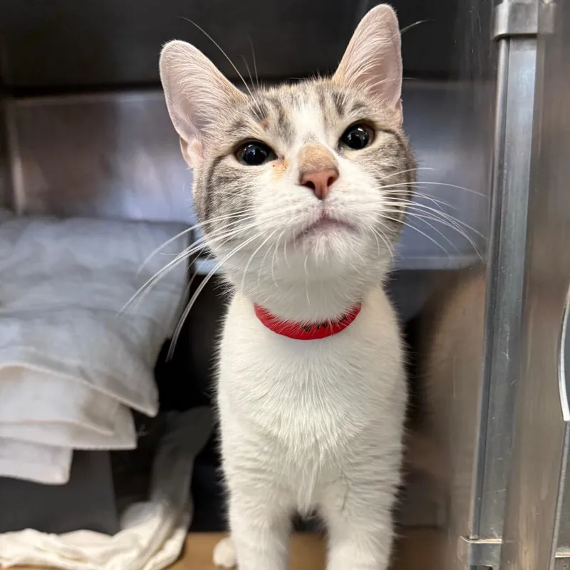 An adult medium-sized female Calico Domestic Short Hair cat named Tina for adoption in Chicago, IL