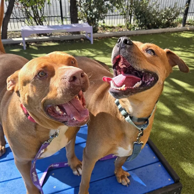 An adult extra large-sized male Brown / Chocolate Pit Bull Terrier dog named Gordo for adoption in Albuquerque, NM