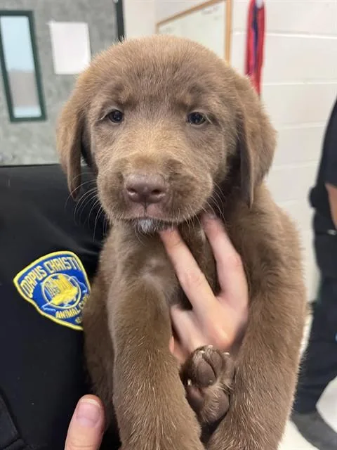 A baby small-sized female Labrador Retriever dog named Coozie for adoption in Corpus Christi, TX