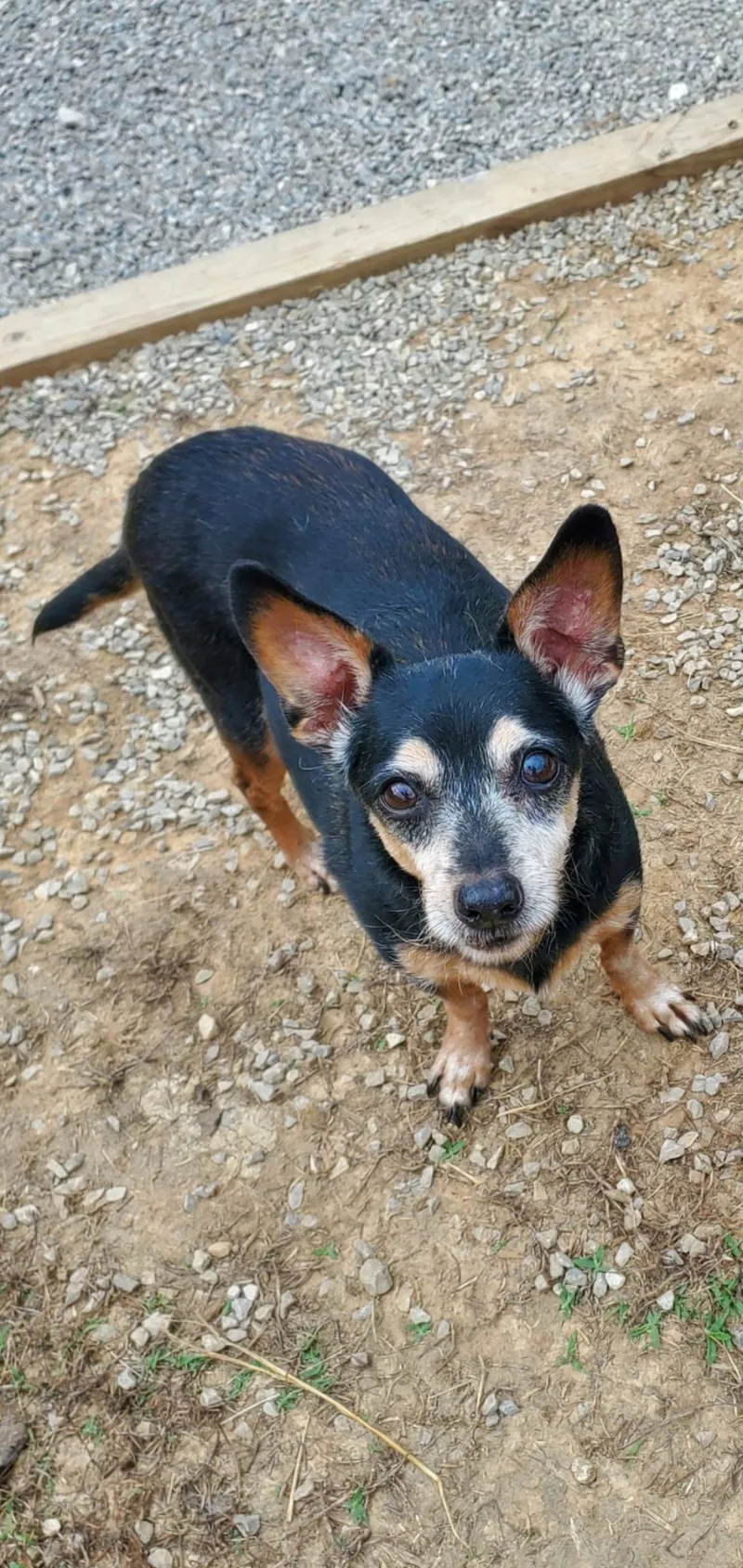 An adult small-sized male Miniature Pinscher dog named Frankie for adoption in Lexington, KY