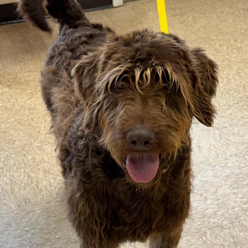 An adult large-sized female Mixed Breed dog named Mossy for adoption in Cumming, GA