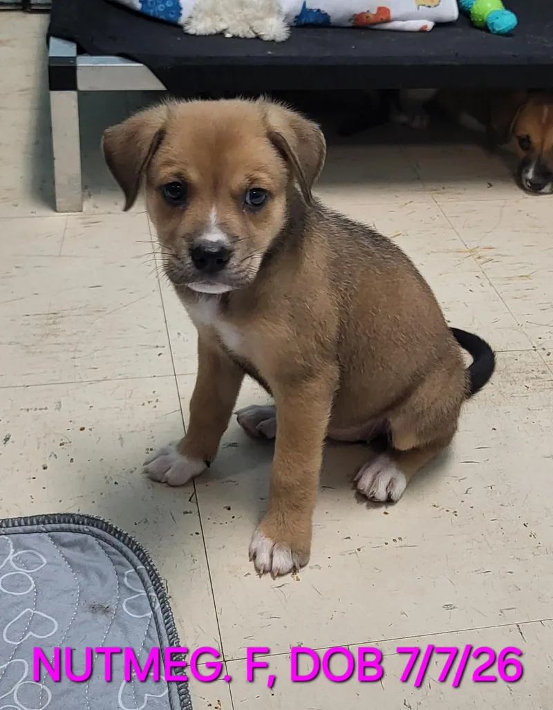 A baby medium-sized female Beagle dog named Nutmeg for adoption in Sarasota, FL
