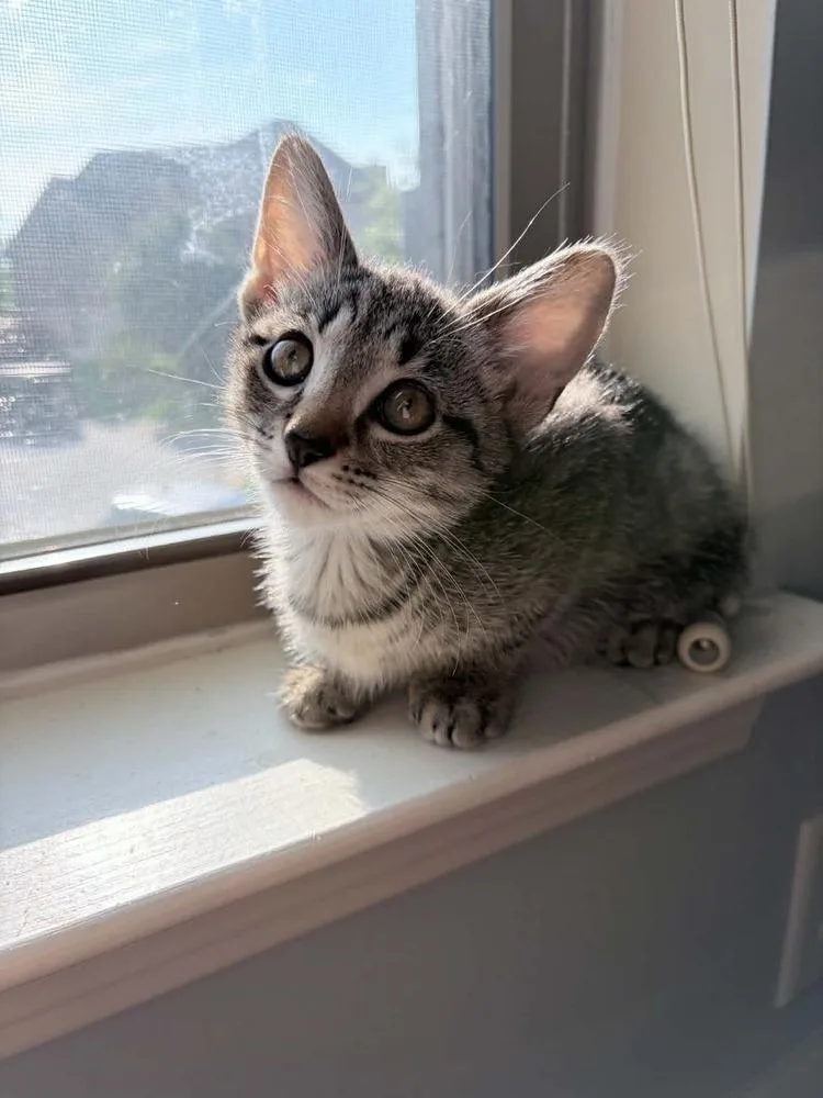 A baby small-sized male Domestic Short Hair cat named Inigo Montoya Am for adoption in Greenville, SC