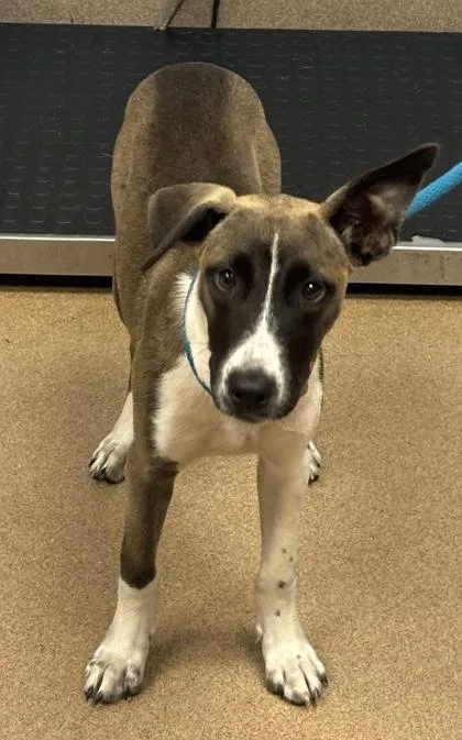 A young small-sized female Mixed Breed dog named Aronia for adoption in Chamblee, GA