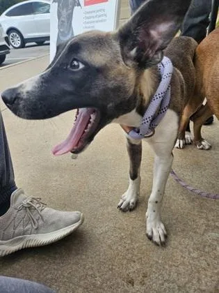 Aronia thumbnail 2
