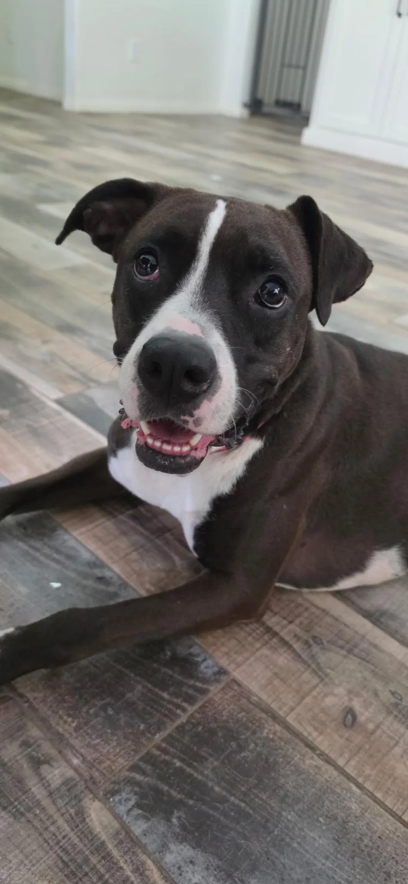 A baby medium-sized female Black American Staffordshire Terrier dog named Adrienne for adoption in Humble, TX