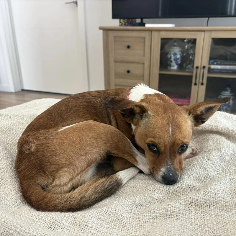 Squirrel thumbnail 3