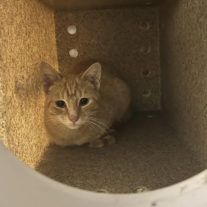 A young medium-sized male Orange / Red Domestic Short Hair cat named Forest Ranger for adoption in Asheville, NC