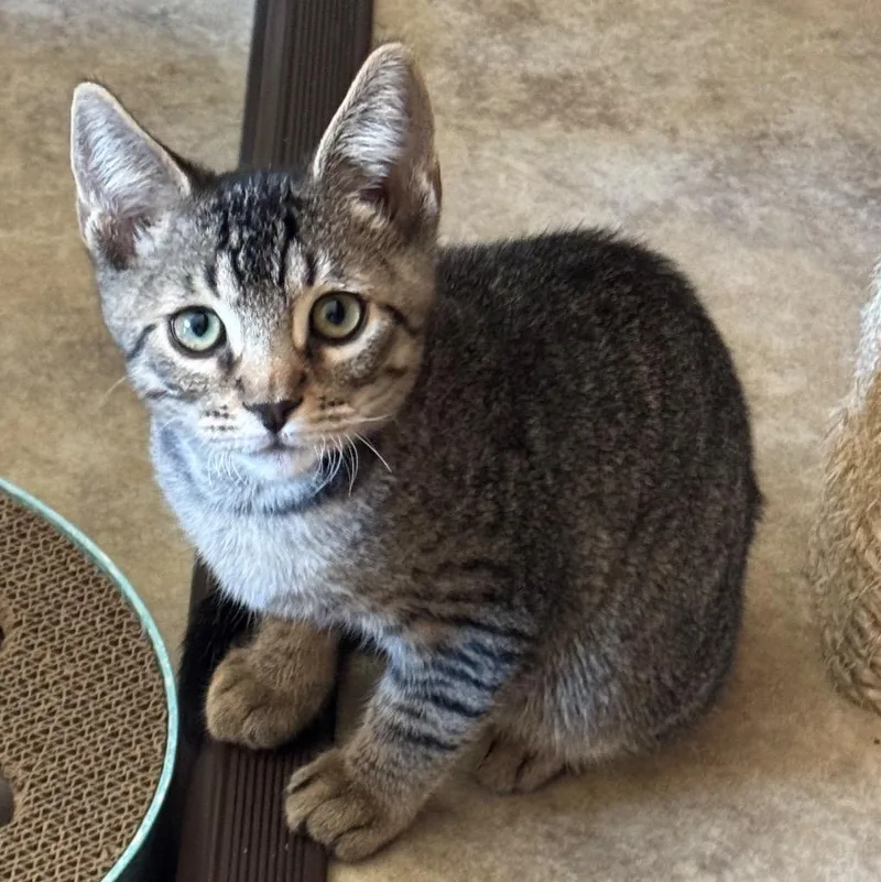 A baby small-sized male Domestic Short Hair cat named Jake for adoption in Cambria, CA