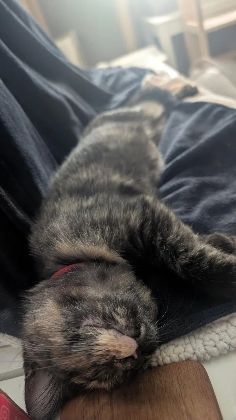 A baby medium-sized female Domestic Short Hair cat named Brooke for adoption in Wheaton, IL