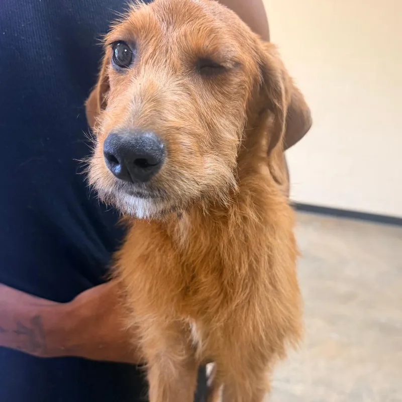 A baby small-sized female Red / Chestnut / Orange Mixed Breed dog named Jane for adoption in Corinth, MS