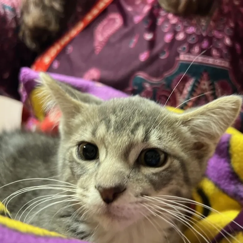 A young medium-sized male Tabby (Gray / Blue / Silver) Domestic Short Hair cat named Knox for adoption in Kankakee, IL