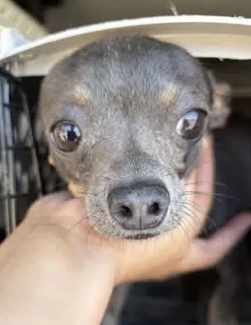 An adult small-sized male Chihuahua dog named Blueberry for adoption in San Martin, CA