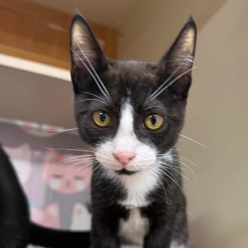 A baby small-sized male Black Domestic Short Hair cat named Shinto for adoption in Hamburg, NY