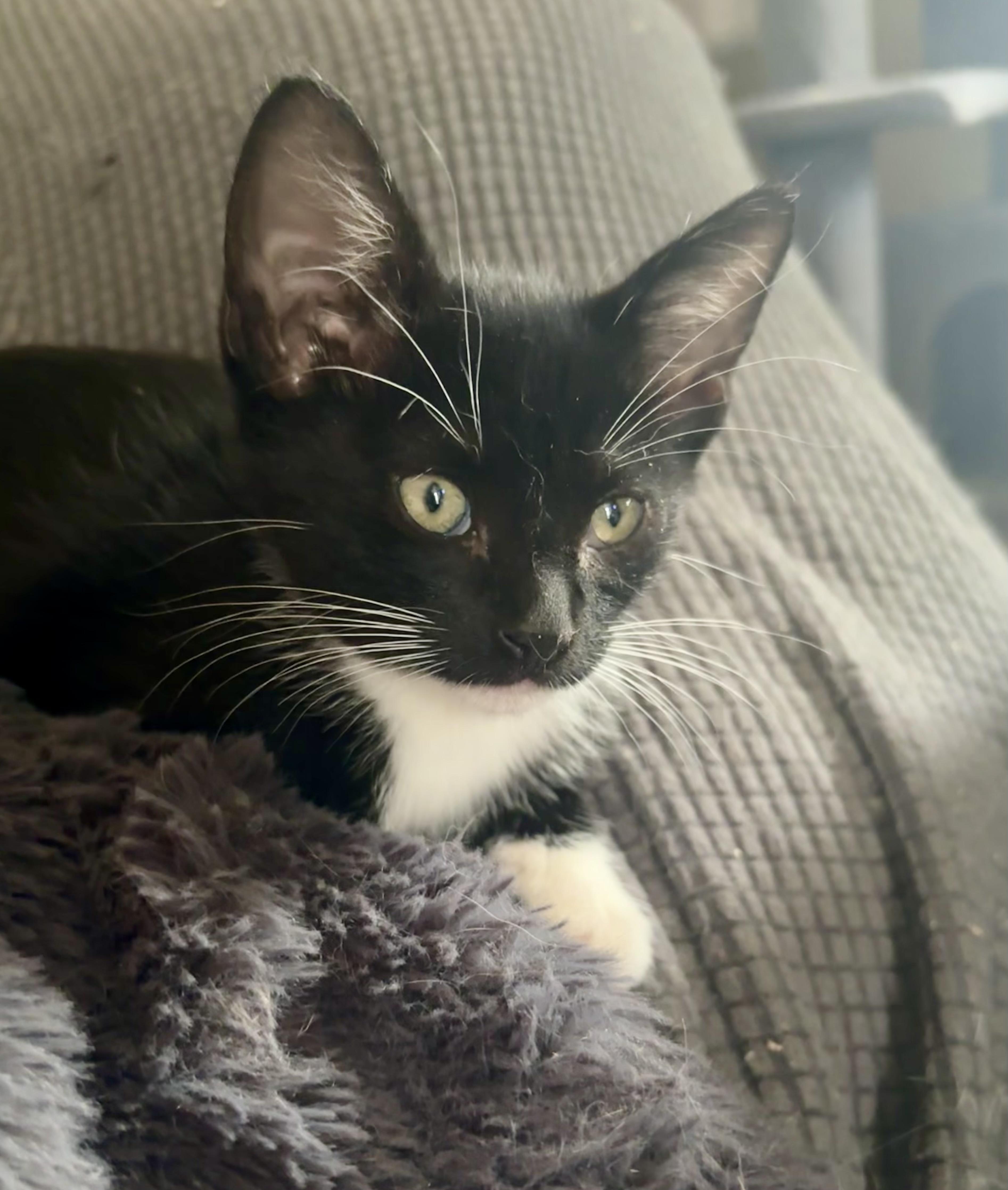 A baby medium-sized female Black & White / Tuxedo Domestic Short Hair cat named Brittany for adoption in Wildomar, CA