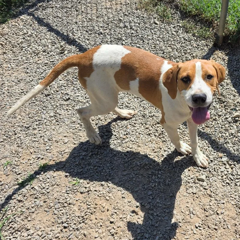 A young medium-sized female Hound dog named Letti for adoption in Walden, NY