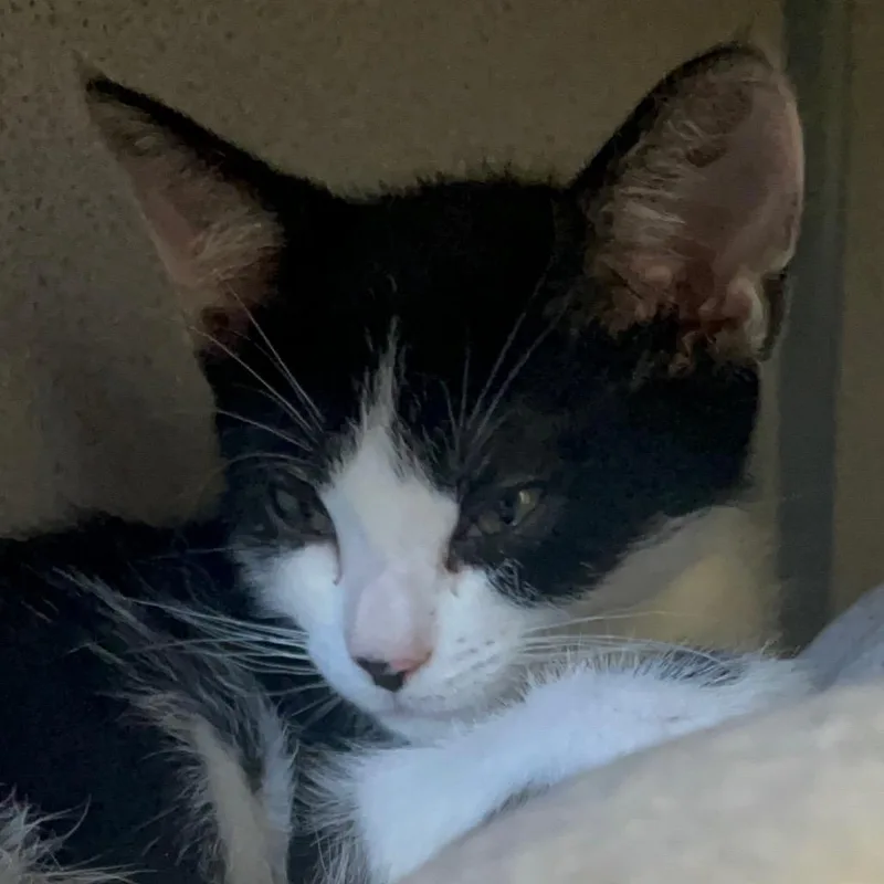 A baby small-sized male Black Domestic Short Hair cat named River for adoption in Santa Barbara, CA