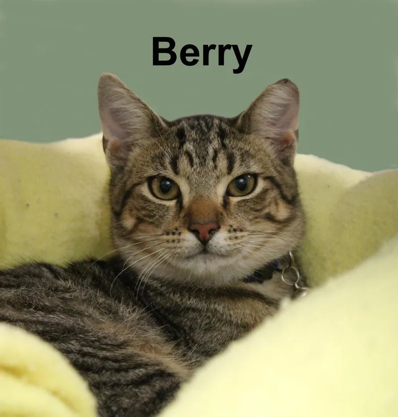 A baby medium-sized male Gray / Blue / Silver Domestic Short Hair cat named Berry Shes. for adoption in Stowe, PA