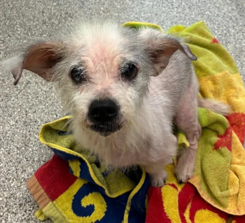 An adult small-sized female Terrier dog named Pumkin for adoption in Disputanta, VA