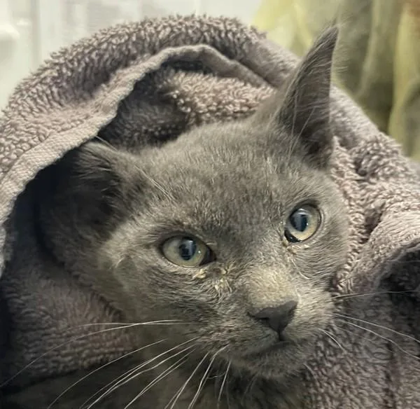 A baby small-sized male Domestic Short Hair cat named Boiler for adoption in Golden, CO