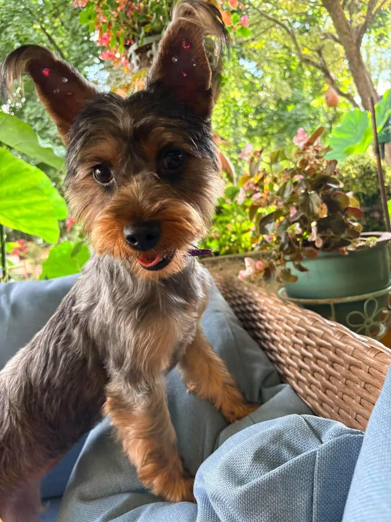 A baby small-sized female Yorkshire Terrier dog named Daisy for adoption in Lewistown, PA