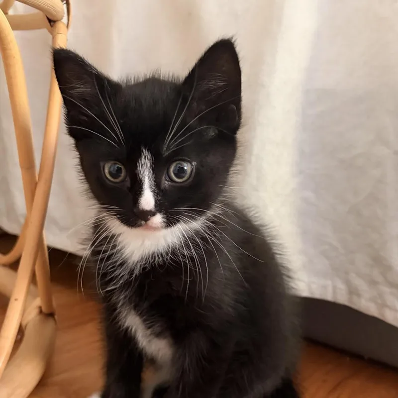 A baby small-sized male Black Domestic Short Hair cat named Papi for adoption in Westport, CT