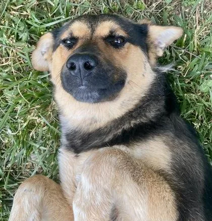 A young large-sized female Black German Shepherd Dog dog named Nappa for adoption in Glasgow, KY