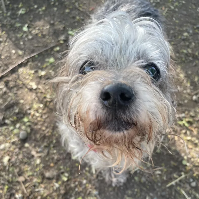 Stella