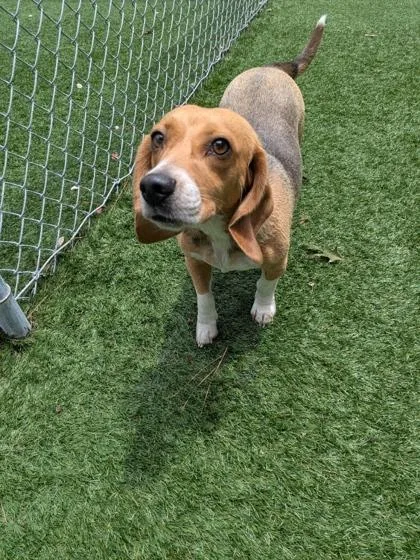 Piper