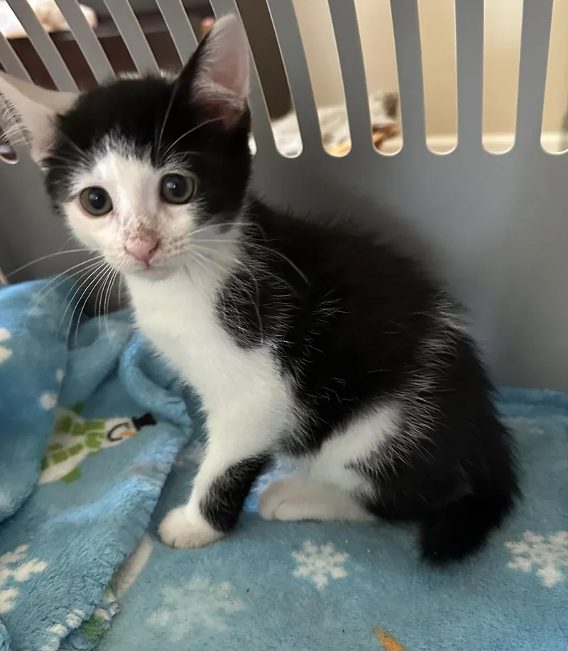 A baby medium-sized male Black & White / Tuxedo Domestic Short Hair cat named Otto for adoption in Naugatuck, CT