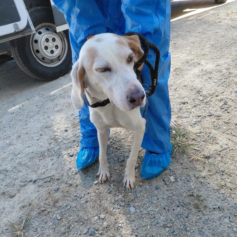 An adult medium-sized male White / Cream Coonhound dog named Huckleberry for adoption in LOXAHATCHEE, FL