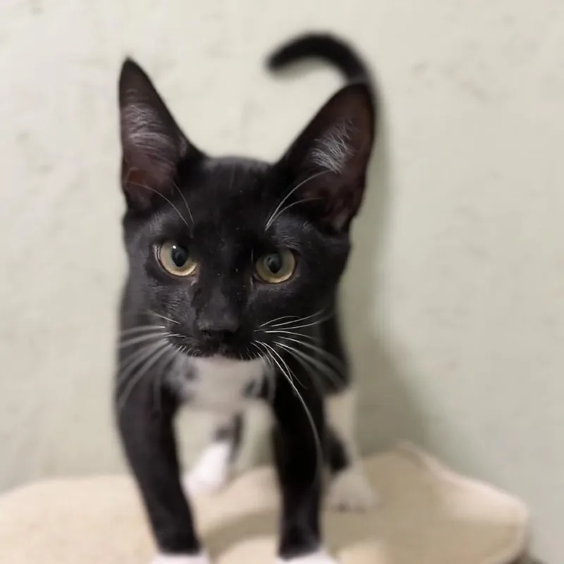 A baby small-sized female Domestic Short Hair cat named Willa for adoption in Cumming, GA