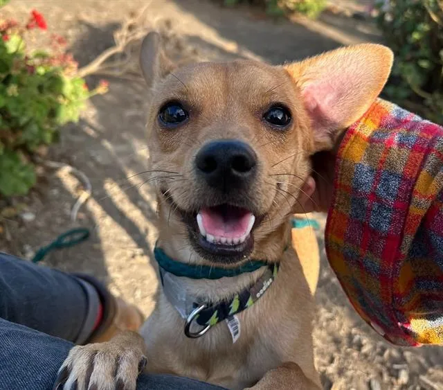 An adult small-sized male Chihuahua dog named Flip Flop for adoption in Martinez, CA