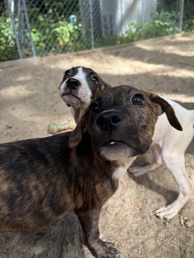 A baby medium-sized male Pit Bull Terrier dog named AAD New Arrival!  for adoption in Armonk, NY