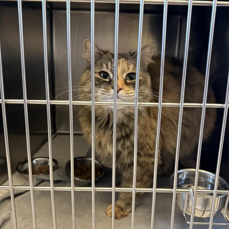 A senior medium-sized female Brown / Chocolate Domestic Long Hair cat named Coco for adoption in Gloucester, VA