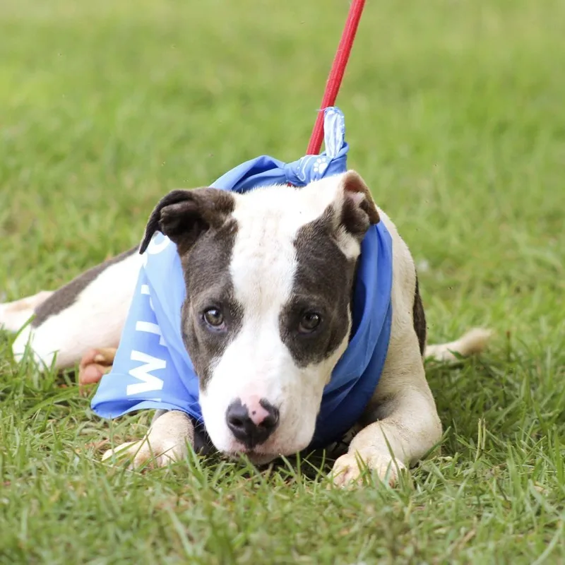 A young medium-sized male Gray / Blue / Silver Pit Bull Terrier dog named Jump for adoption in Columbia, SC