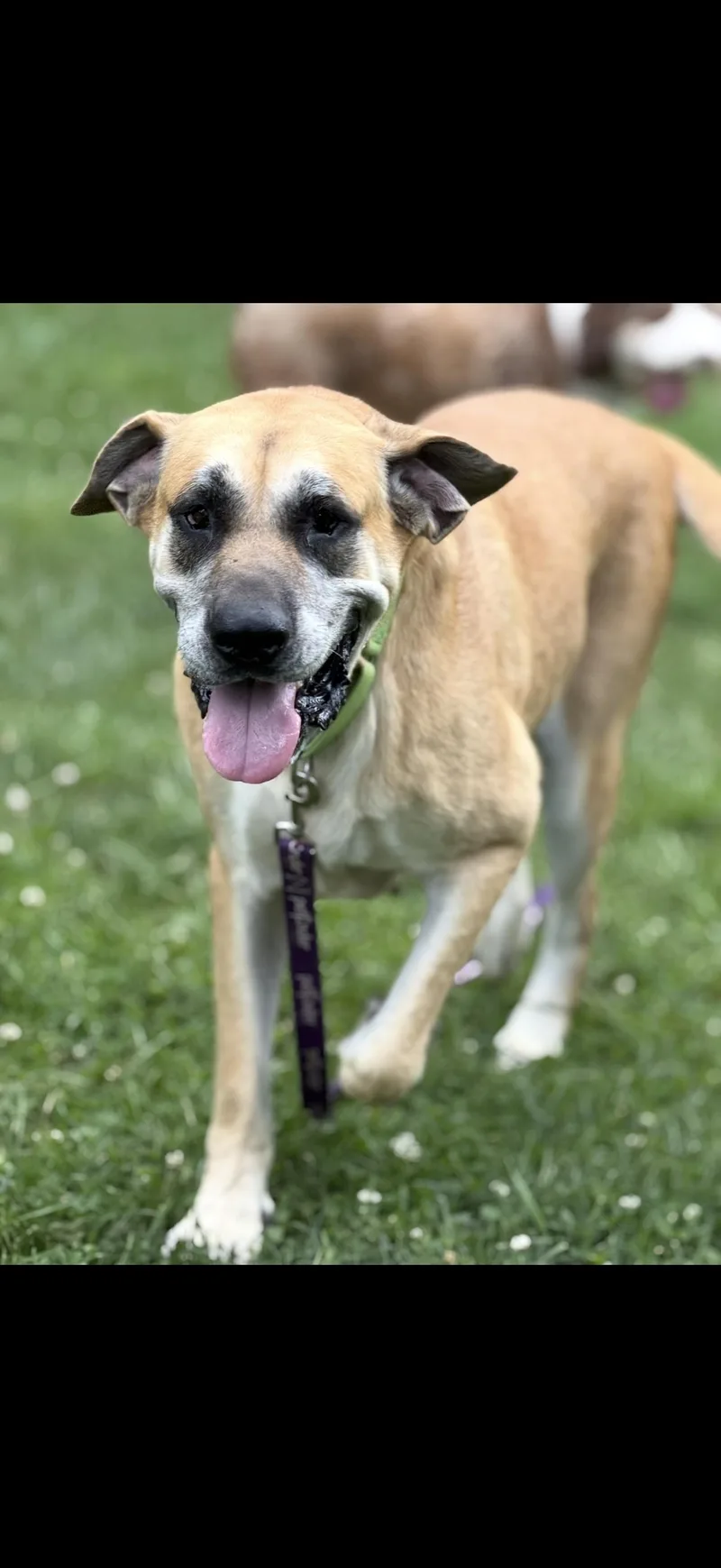 Lucille